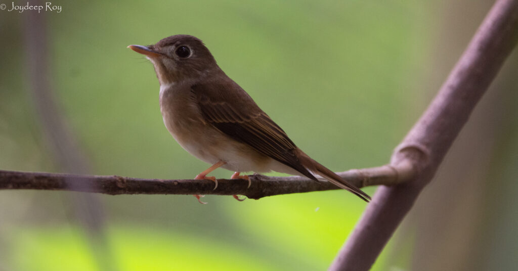 Brown-breasted Flycatcher Kolkata, Kolkata Birding, Birdwatching, Kolkata Birdwatchers, Flycatcher, Brown-breasted Flycatcher, Rabindra Sarobar, Joydeep Roy