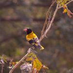 black hooded oriole