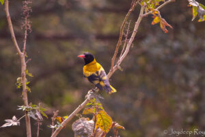 black hooded oriole
