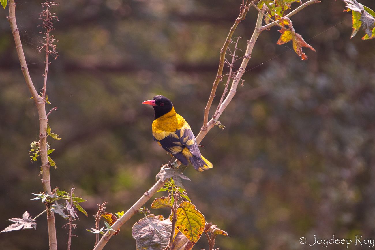 black hooded oriole