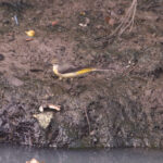 wagtail, grey wagtail