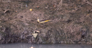 wagtail, grey wagtail