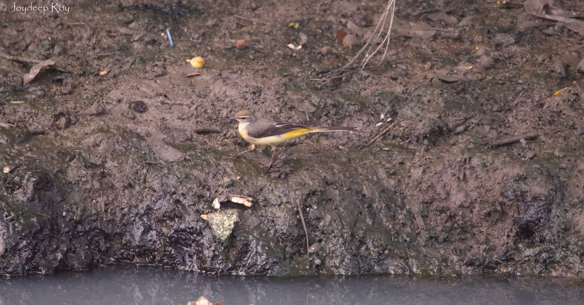 wagtail, grey wagtail