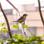 Brown Shrike, Shrike