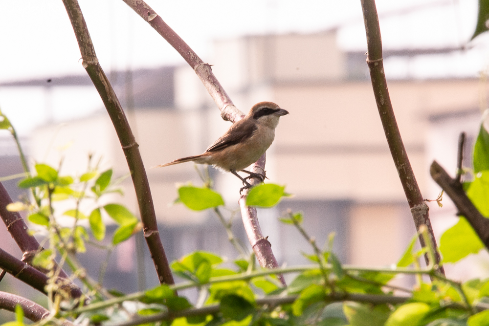 Brown Shrike, Shrike