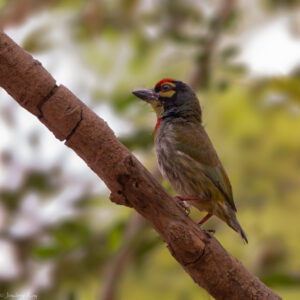 Barbet, Coppersmith barbet, Chetla