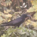 crow, large-billed crow