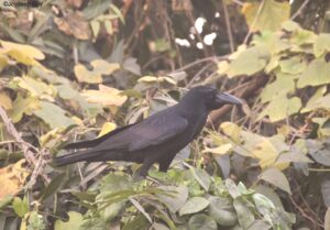 crow, large-billed crow