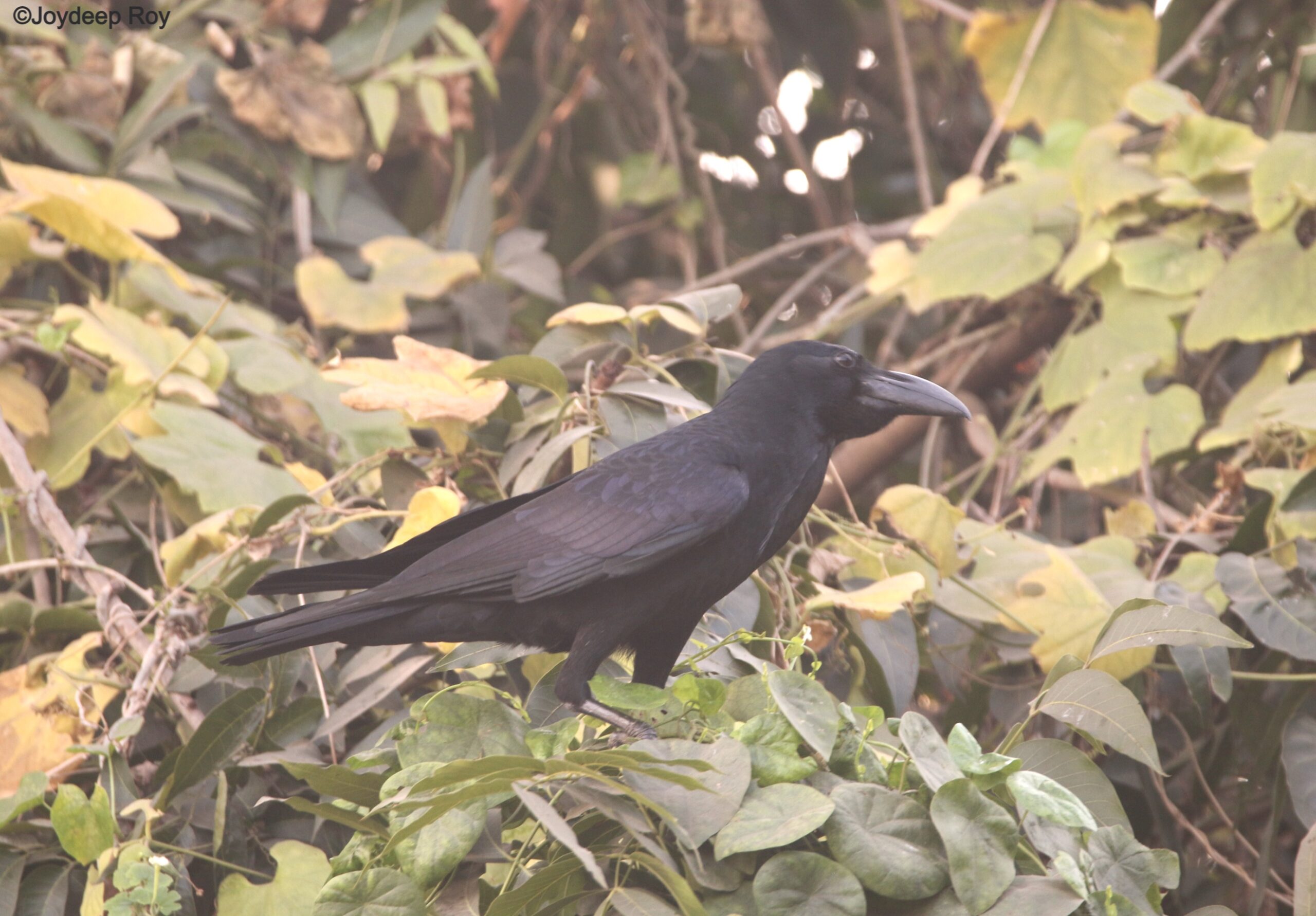 crow, large-billed crow