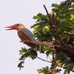 stork billed kingfisher, chetla