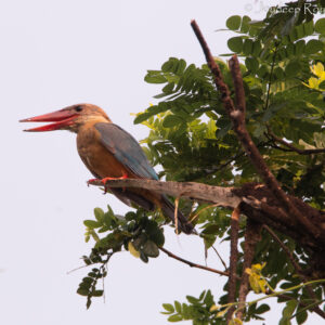 stork billed kingfisher, chetla