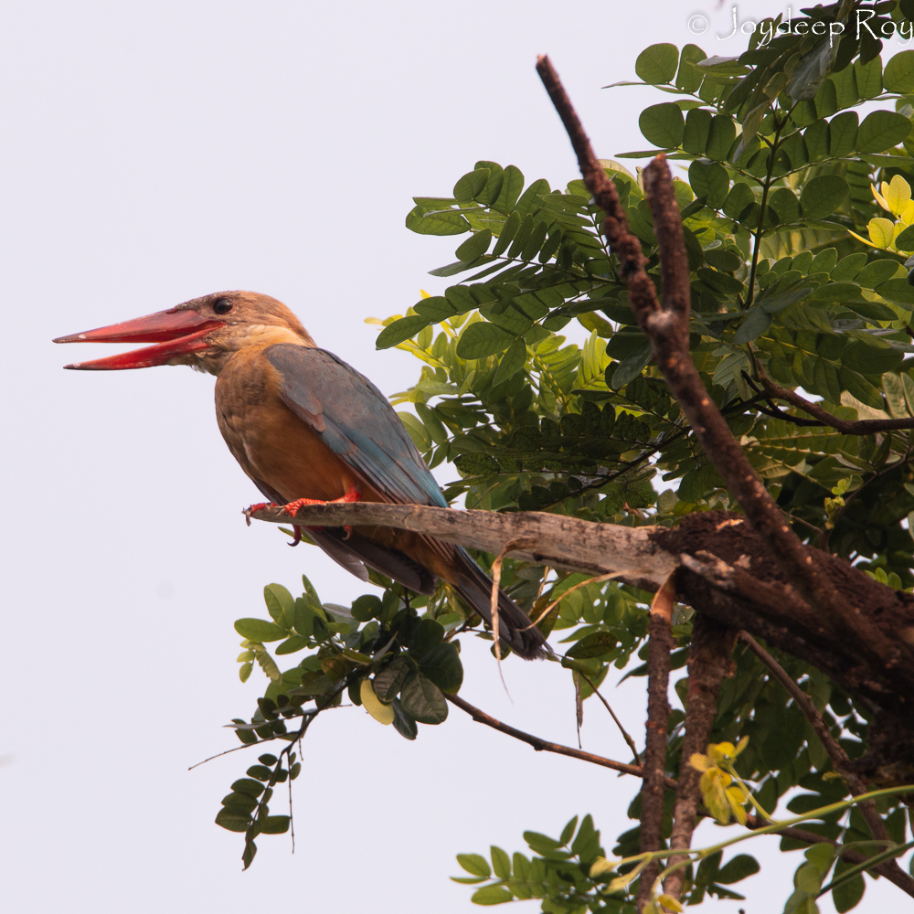 stork billed kingfisher, chetla