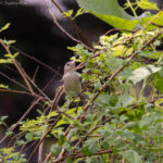 Pale-billed Flowerpecker, Chetla