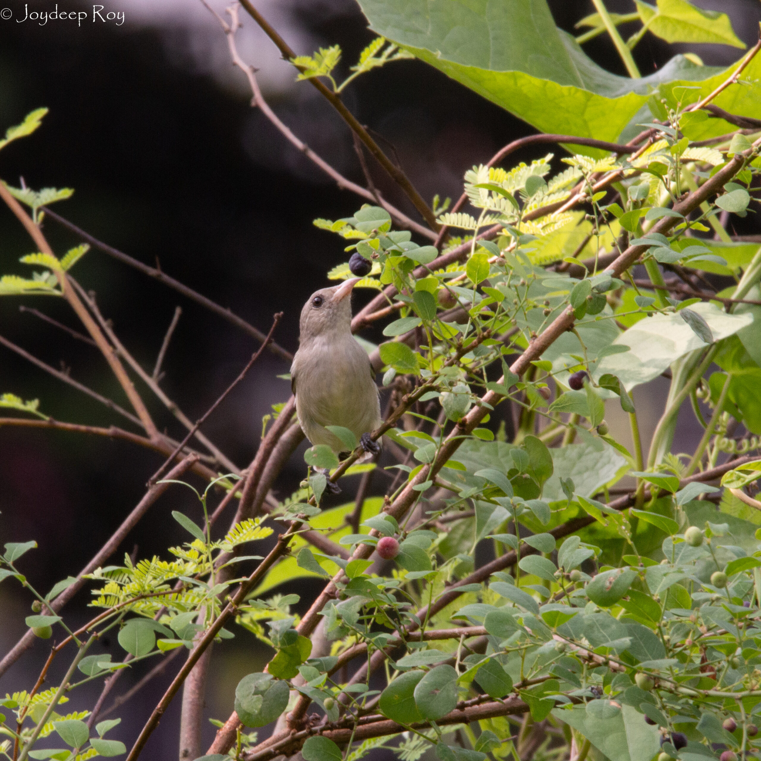Pale-billed Flowerpecker, Chetla