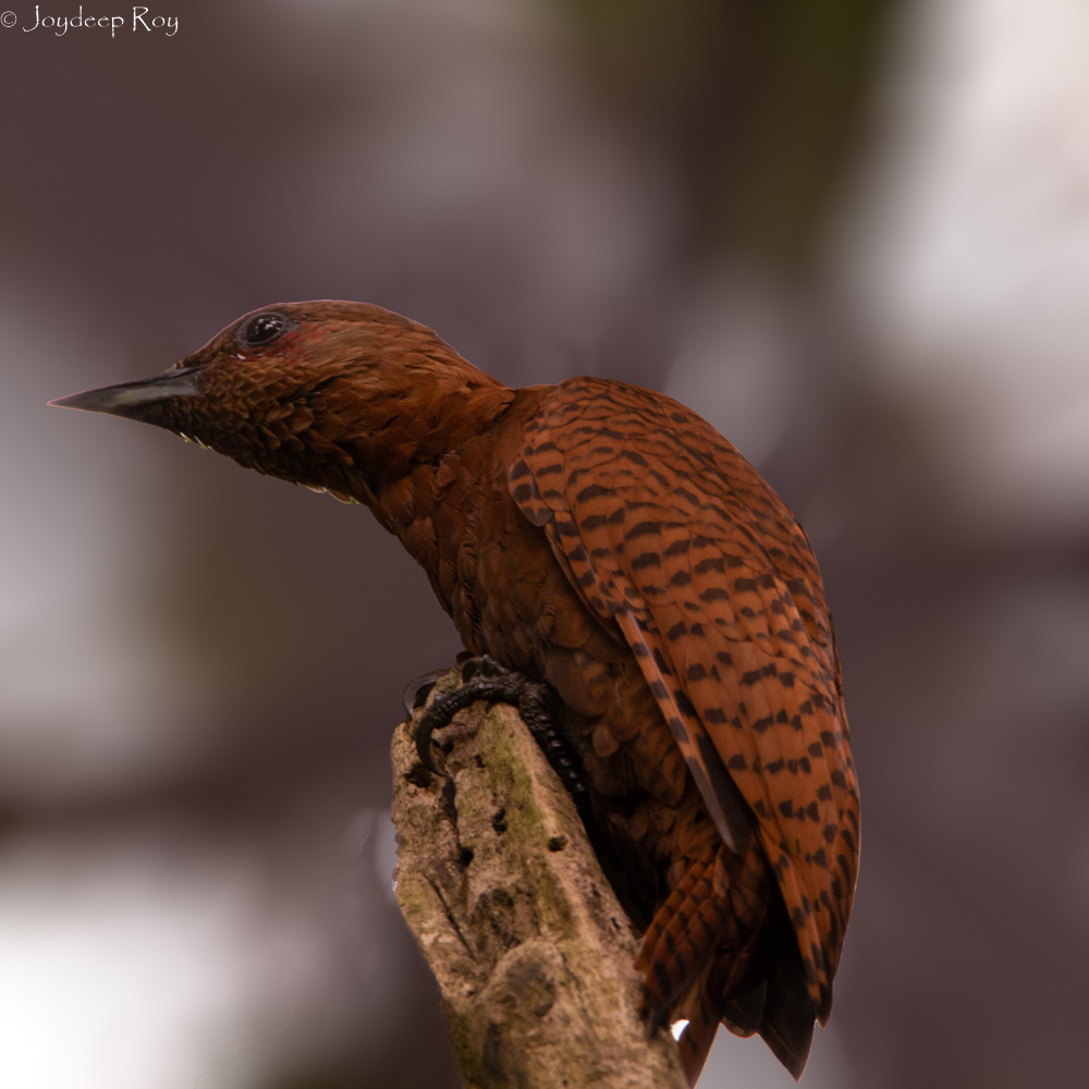 rufous woodpecker, Chetla