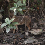 seyal, bengal fox