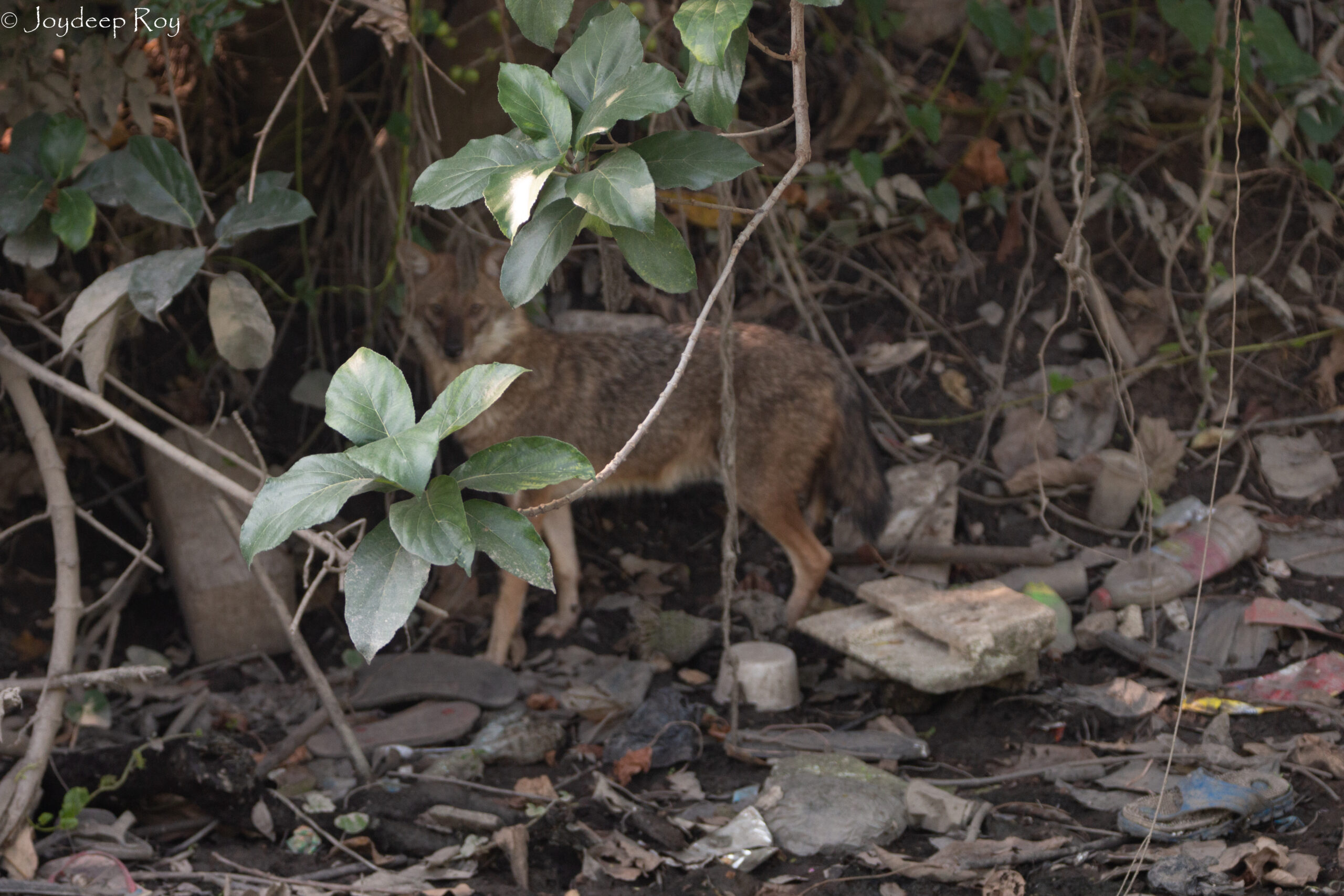 seyal, bengal fox