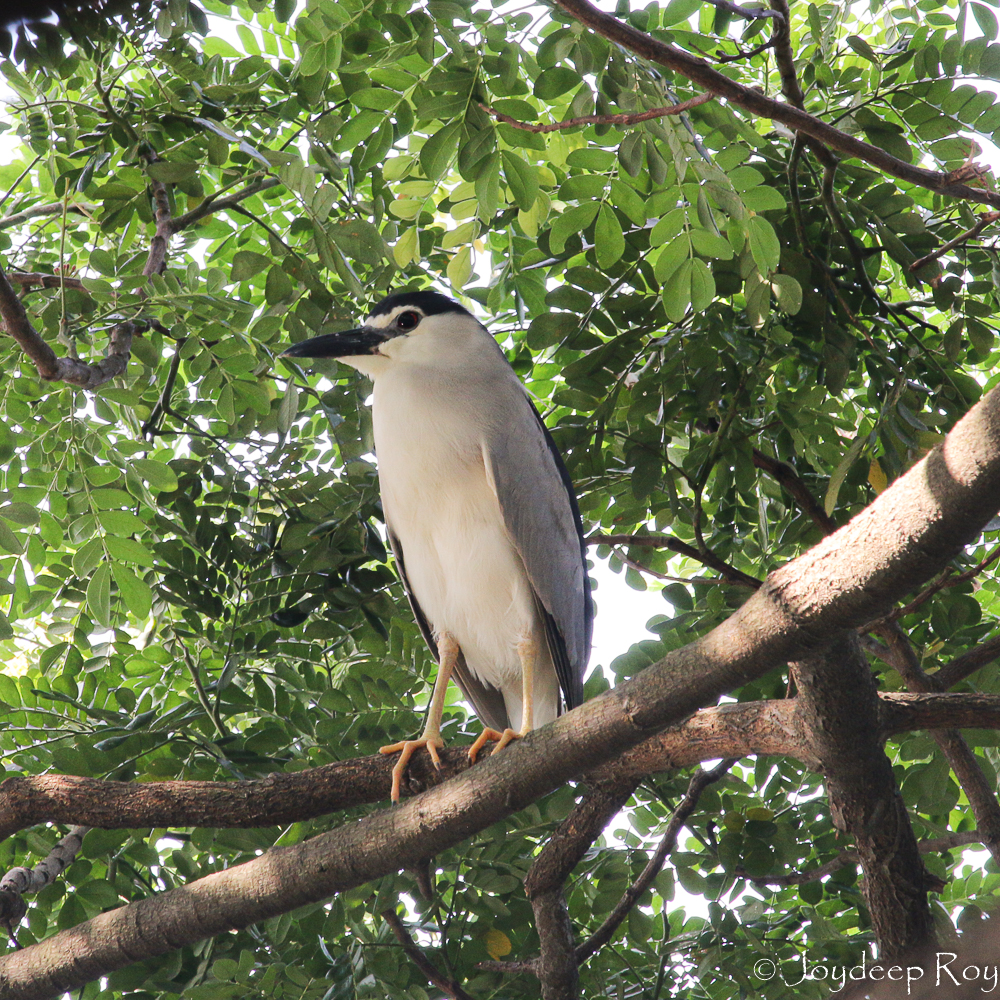 Birding hotspots, Kolkata, Rabindra Sarobar, National Lake, heron, black-crowned night heron