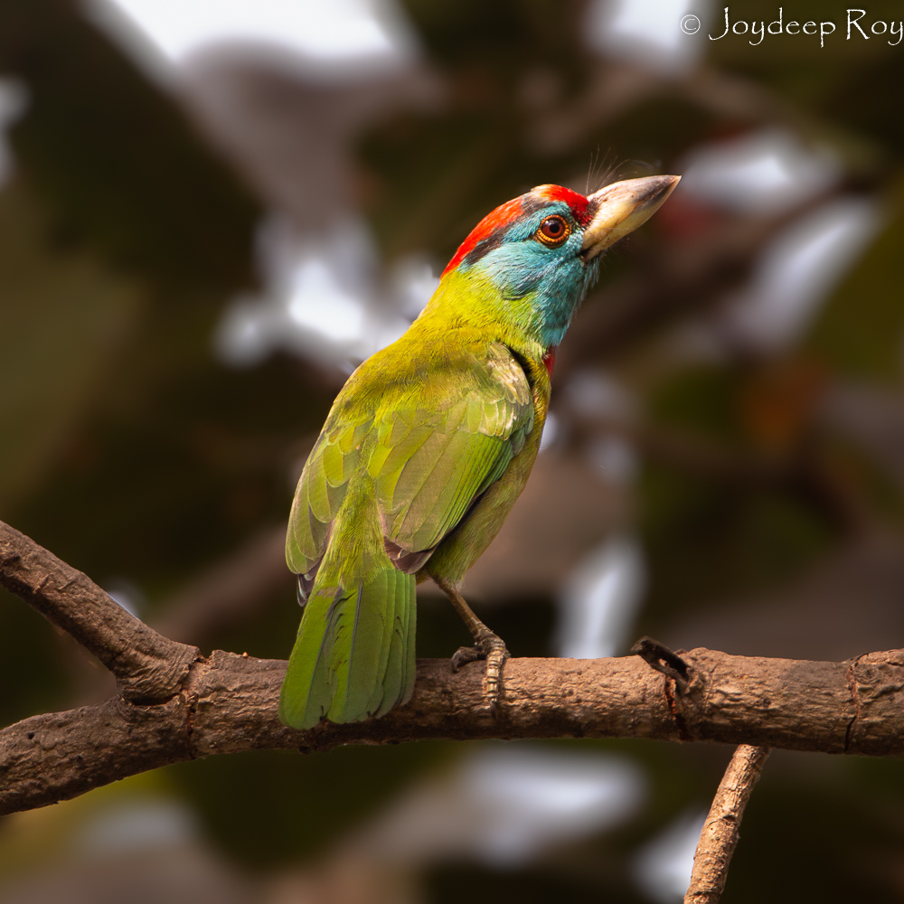Birding hotspots, Kolkata, Rabindra Sarobar, National Lake, barbet, blue-throated barbet