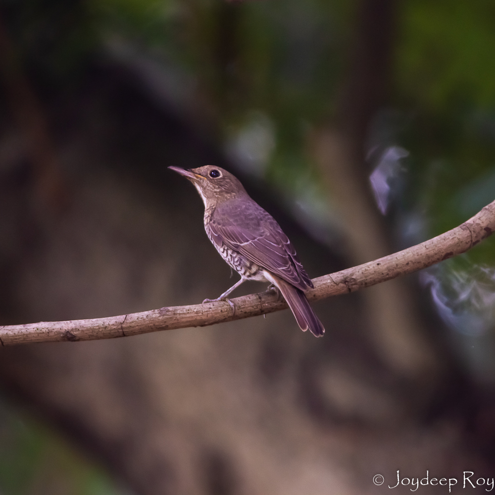 Birding hotspots, Kolkata, Rabindra Sarobar, National Lake, thrush, blue-capped rock thrush