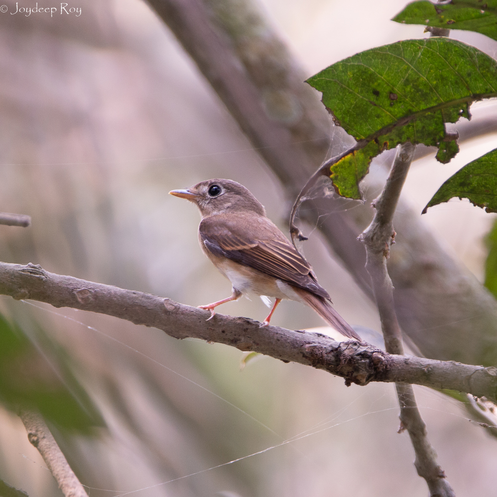 Brown-breasted Flycatcher Flycatcher, Brown-breasted