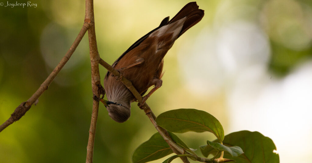 chstnut tailed starling rs 21042021 1