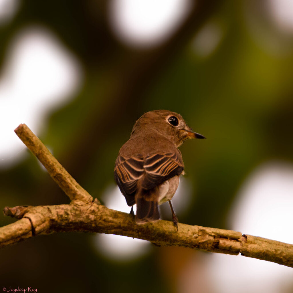 Birding hotspots, Kolkata, Rabindra Sarobar, National Lake, Asian Brown lycatcher