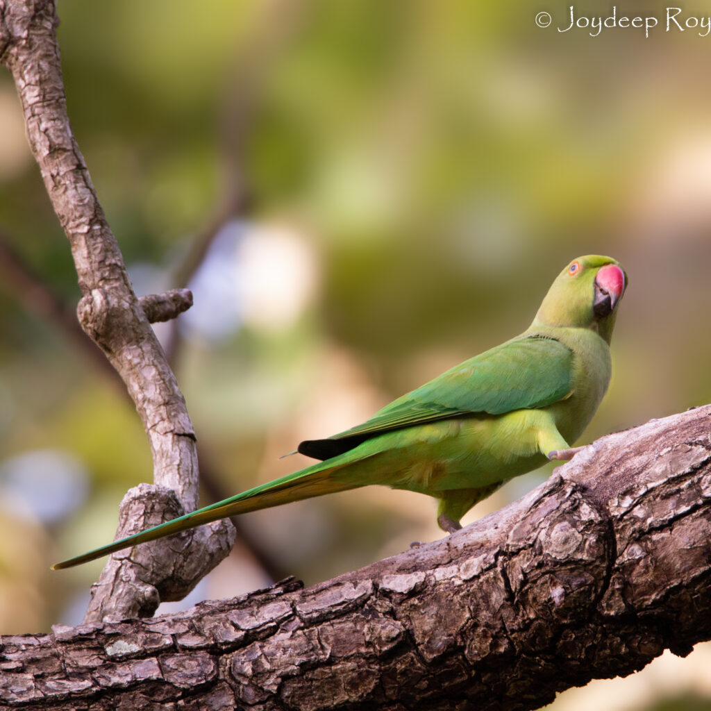 Birding hotspots, Kolkata, Rabindra Sarobar, National Lake, Parakeet, Rose-ringed parakeet, Tia pakhi