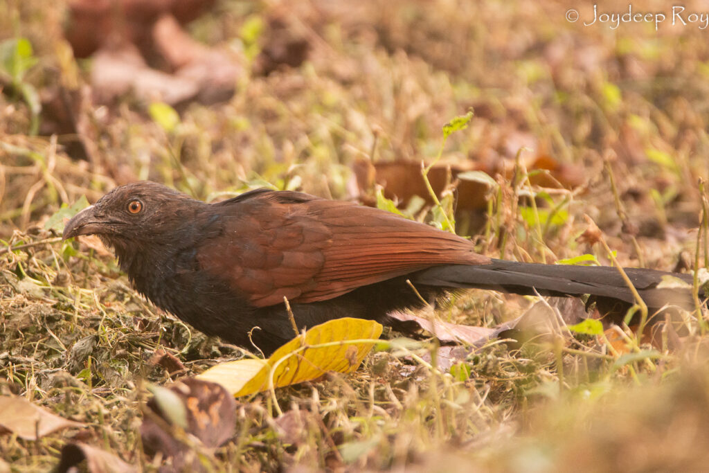 Birding hotspots, Kolkata, Rabindra Sarobar, National Lake, Greater Coucal, Kubo