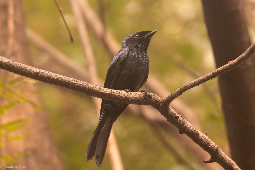 lesser racket tailed drongo rs 220123 2
