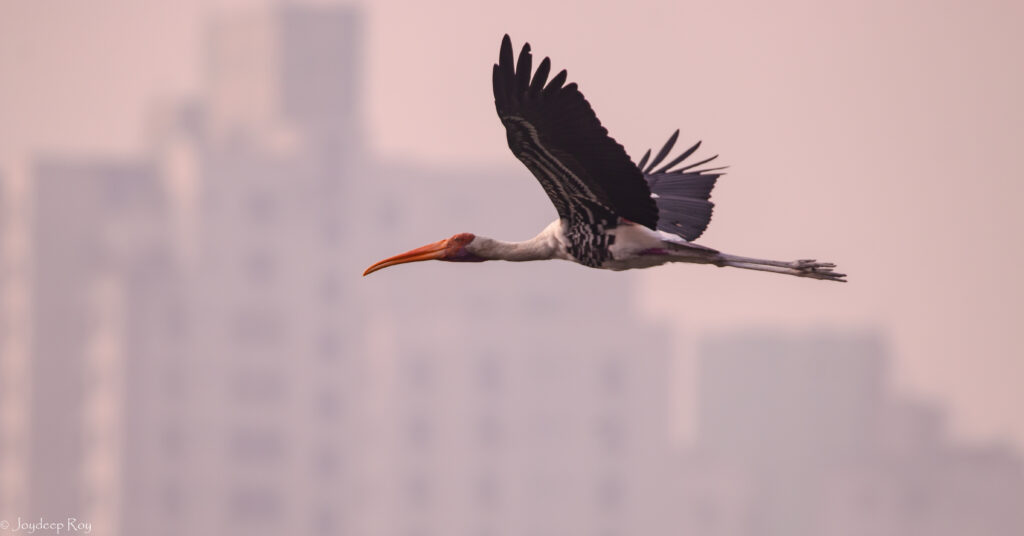 Birding hotspots, Kolkata, Rabindra Sarobar, National Lake, Painted Strok, Stork