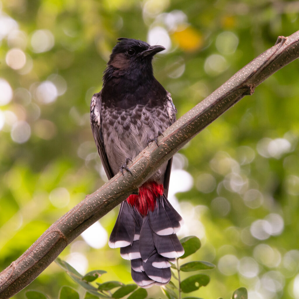 Birding hotspots, Kolkata, Rabindra Sarobar, National Lake, Red-vented Bulbul,