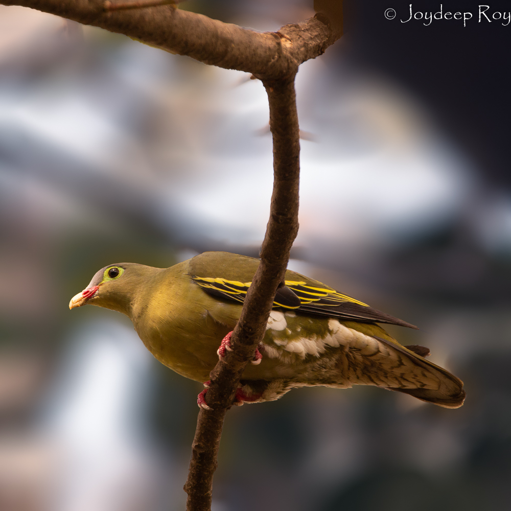 Birding hotspots, Kolkata, Rabindra Sarobar, National Lake, Yellow-footed Green Pigeon