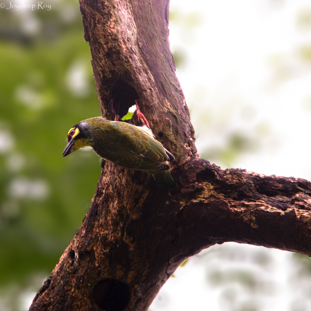 Birding hotspots, Kolkata, Rabindra Sarobar, National Lake, Barbet, Coppersmith barbet