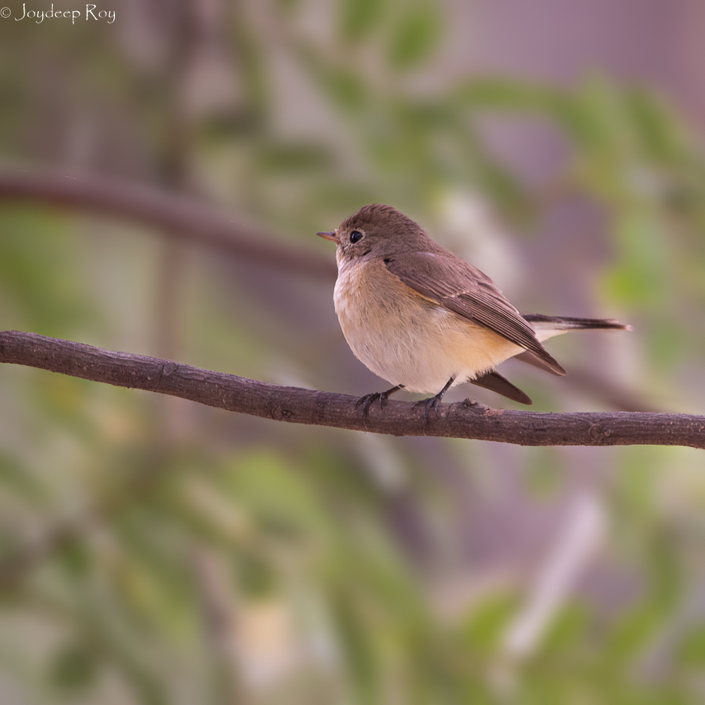 Birding hotspots, Kolkata, Rabindra Sarobar, National Lake, Red-breasted Flycatcher, Flycatcher