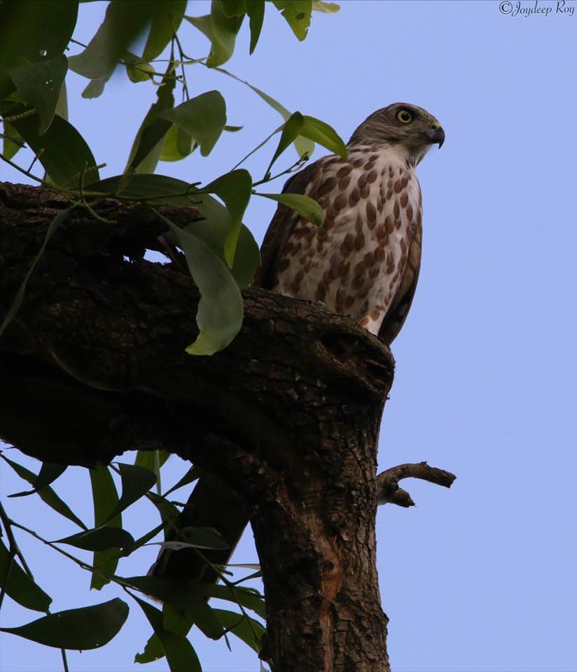 Birding hotspots, Kolkata, Rabindra Sarobar, National Lake, Shikra