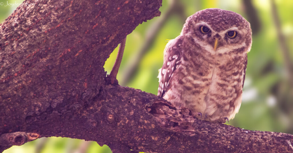 Birding hotspots, Kolkata, Rabindra Sarobar, National Lake, Spotted Owlet