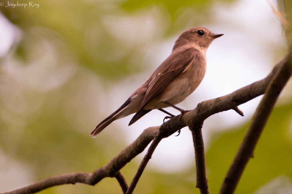 Taiga Flycatcher Flycatcher, Taiga Flycatcher
