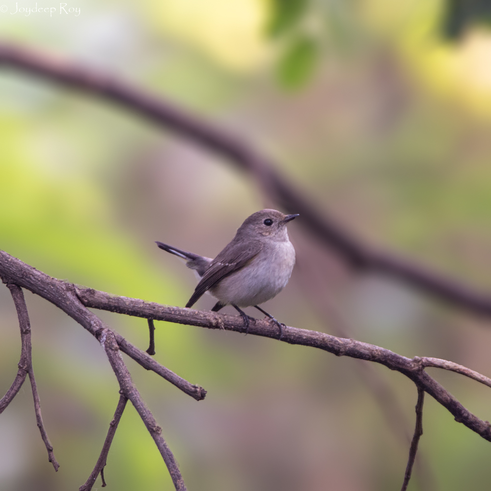 Flycatcher, Taiga Flycatcher