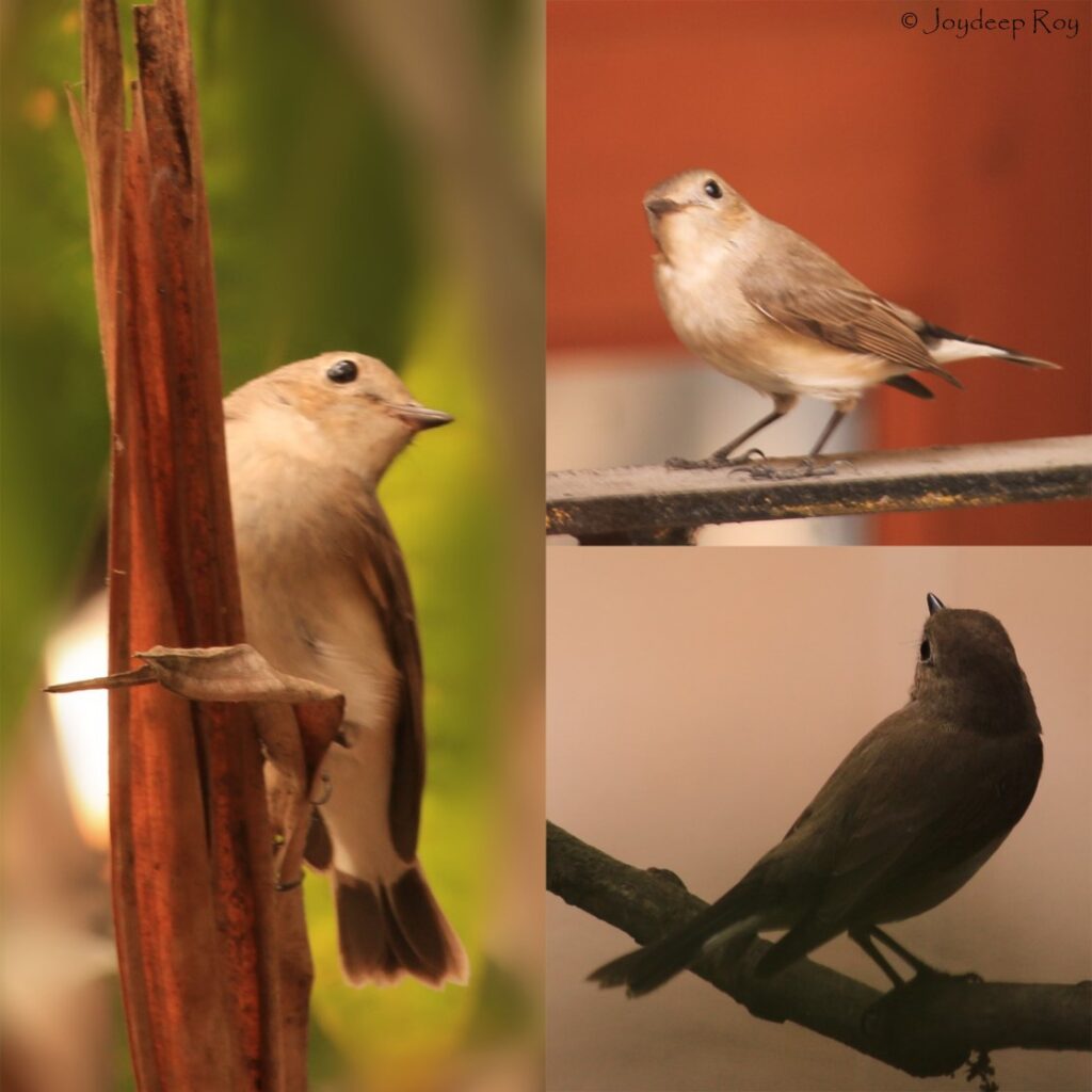 Flycatcher, Taiga Flycatcher