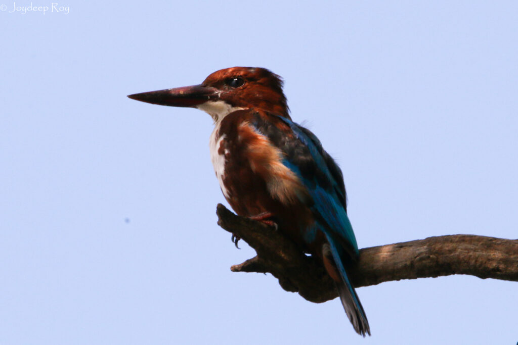 Birding hotspots, Kolkata, Rabindra Sarobar, National Lake, White-breasted Kingfisher