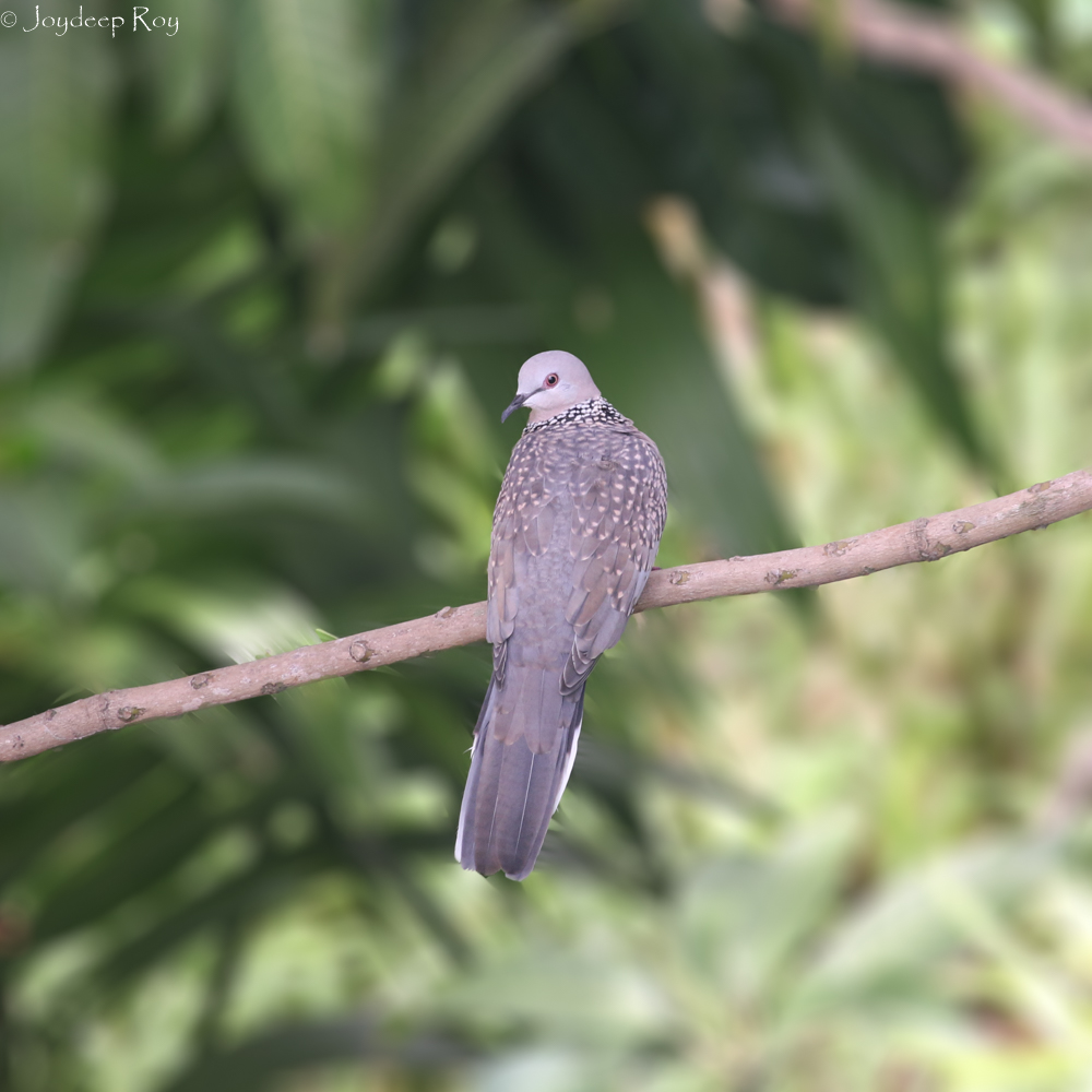 spotted dove, dove, ghughu,
