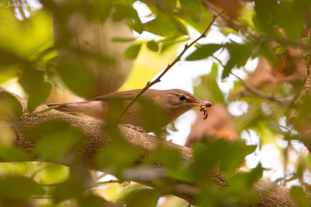 Blyth Reed warbler