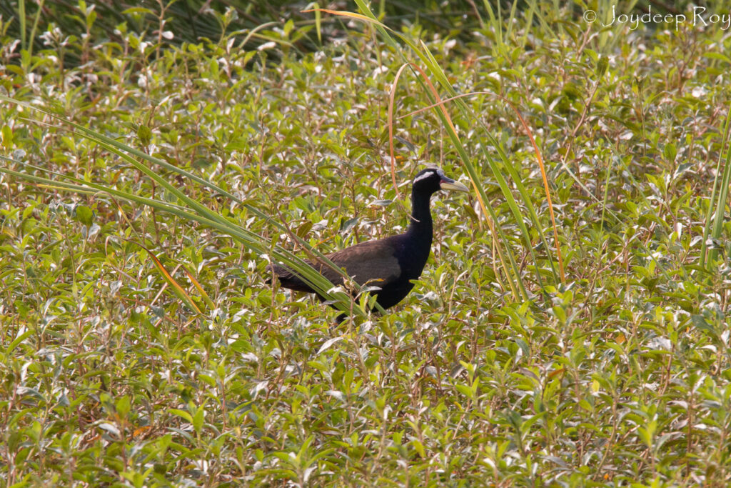 Rajarhat Birding Area bw jacana rjrht 1