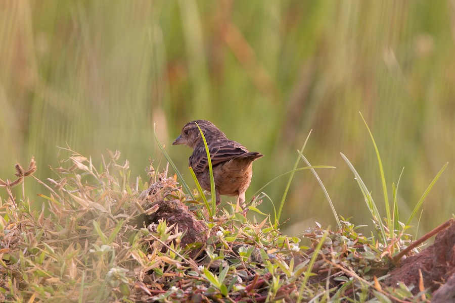 Rajarhat Birding Area bengal bushlark