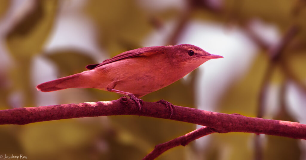 Blyth's reed warbler breedwrb rs 1