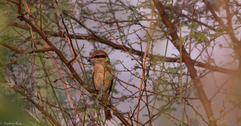 Rajarhat Birding Area brwnshrike rjrht 2