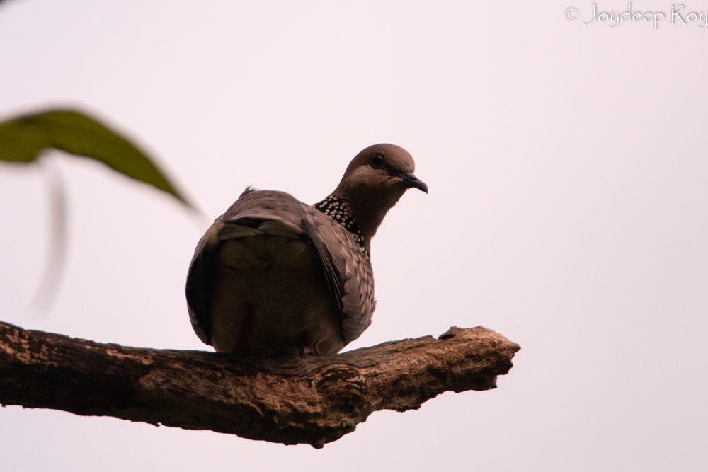 spotted dove, dove, ghughu,