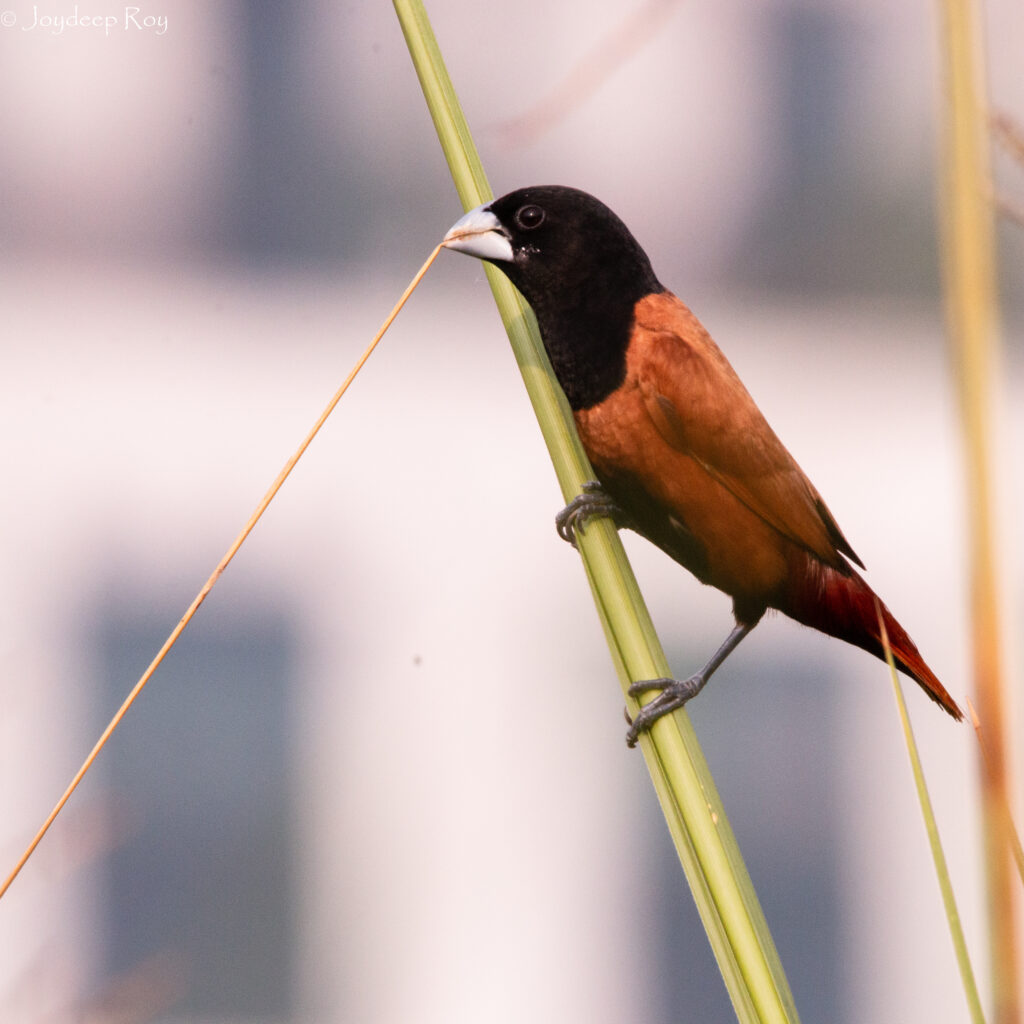 Rajarhat Birding Area chestnut 1
