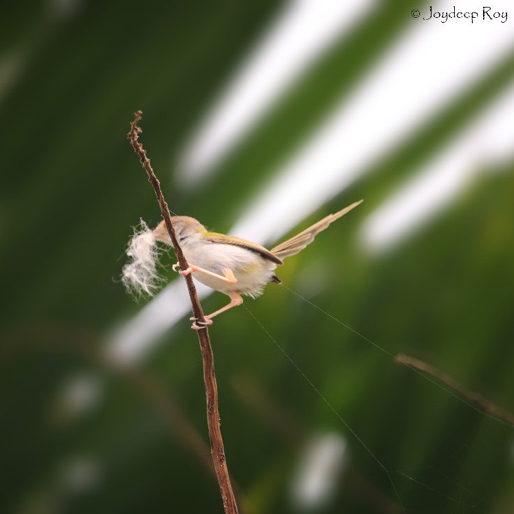 Common Tailorbird tailorbird, Common tailorbird, tuntuni
